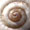 Snail on the Corn
